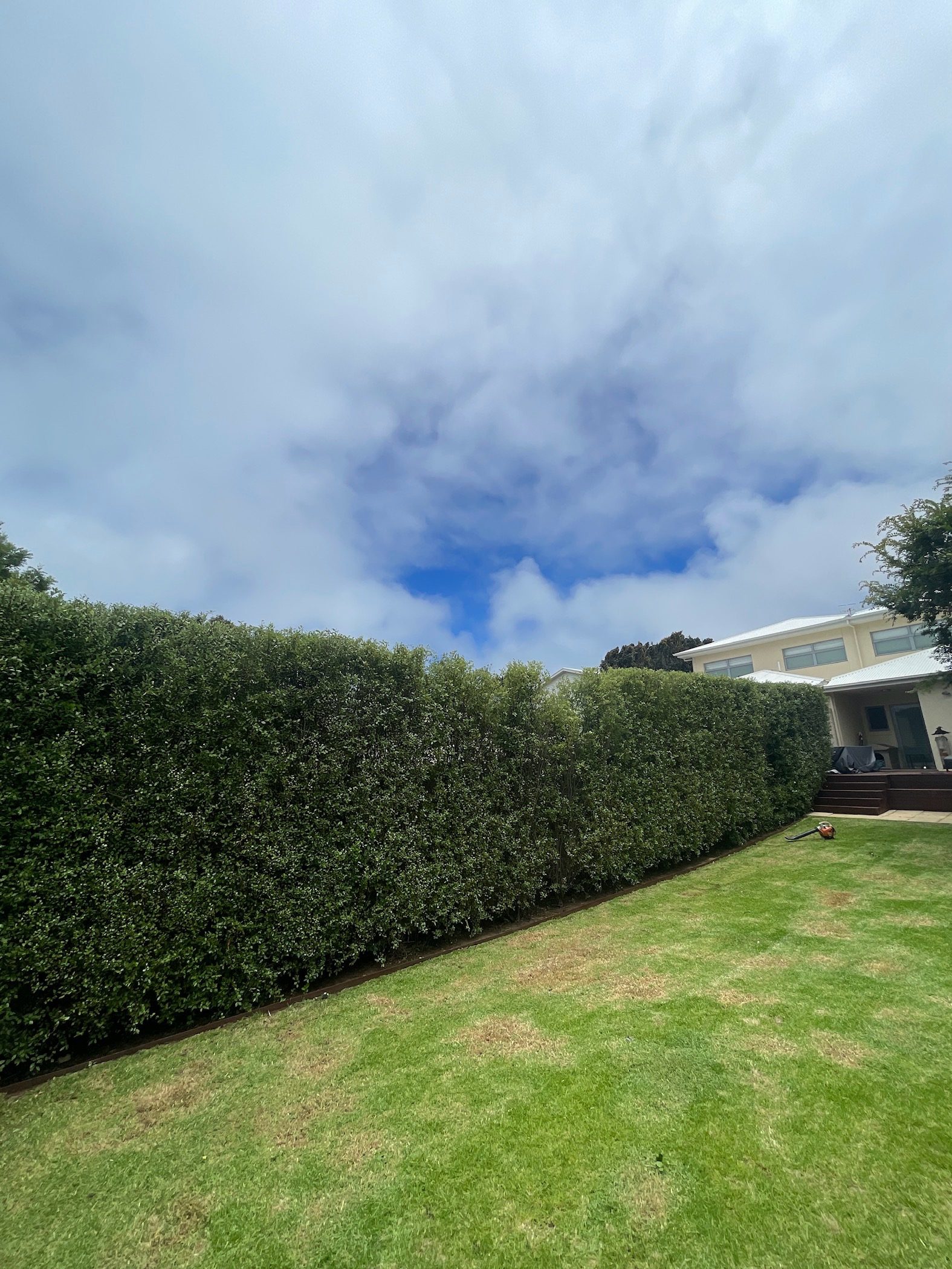 Trimmed hedge along a mown lawn with steel edging